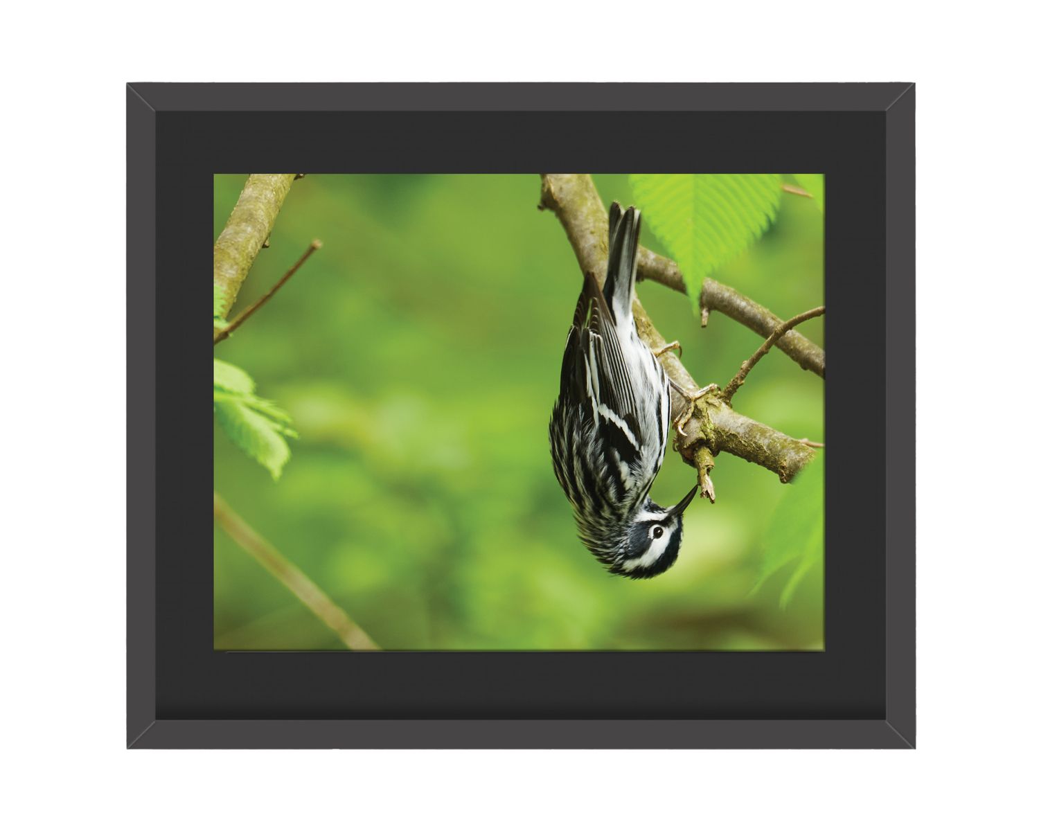 Black and White Warbler Framed Print
