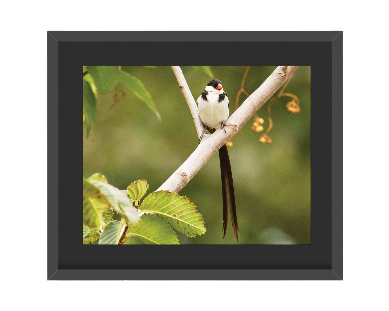 Pin-tailed Whydah Framed Print