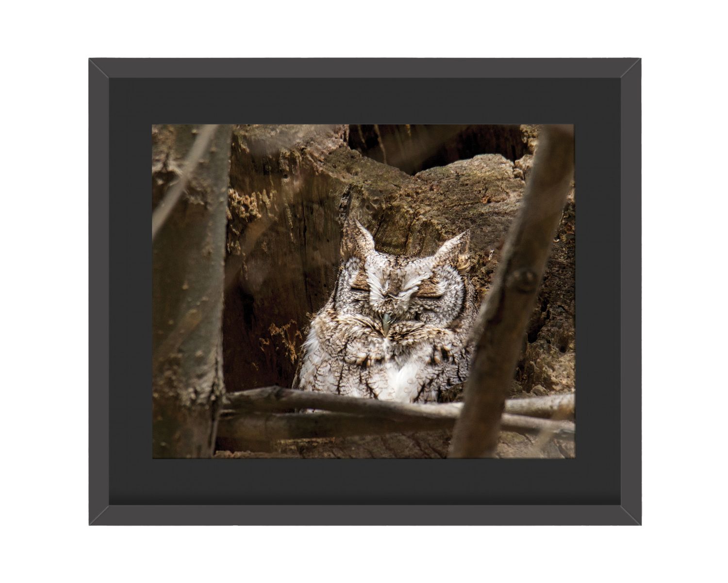 Eastern Screech Owl Framed Print
