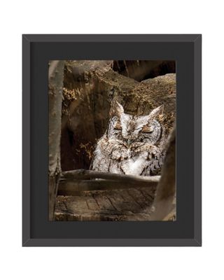 Eastern Screech Owl Framed Print