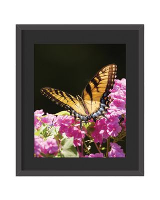 Eastern Tiger Swallowtail  Framed Print