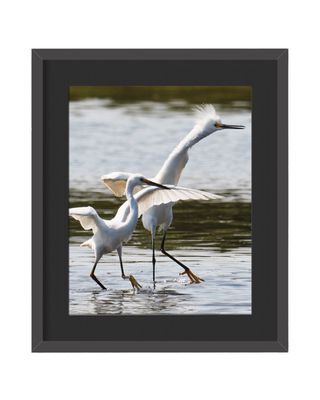 Snowy Egrets Framed Print