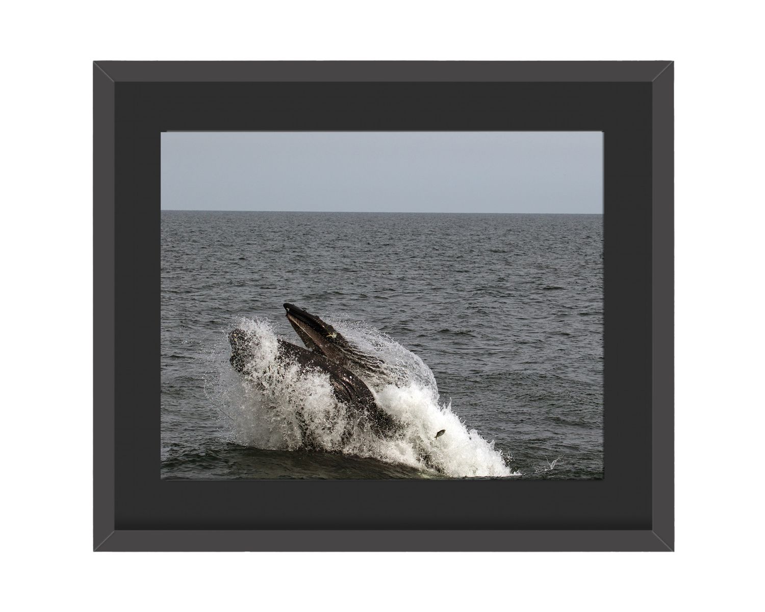 Humpback Whale Framed Print