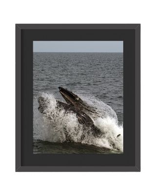 Humpback Whale Framed Print