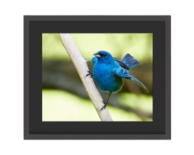 Indigo Bunting Pose- Framed Print