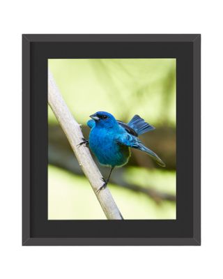 Indigo Bunting Pose- Framed Print