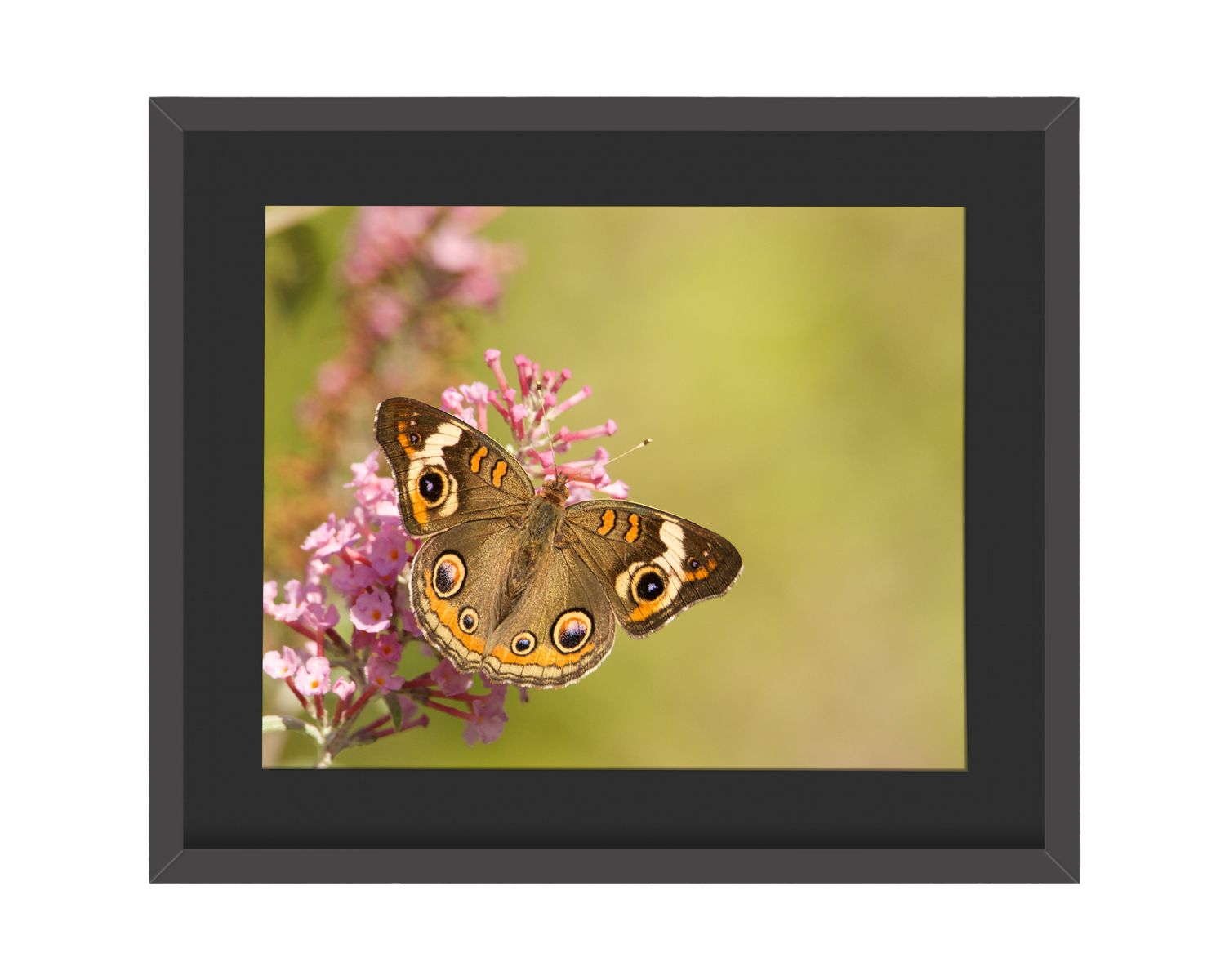 Common Buckeye Framed Print