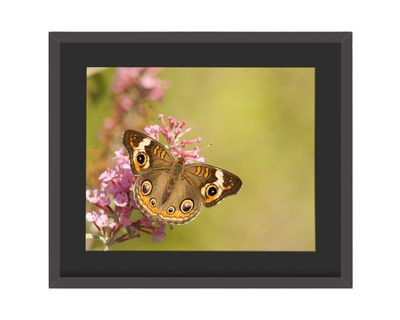 Common Buckeye Framed Print
