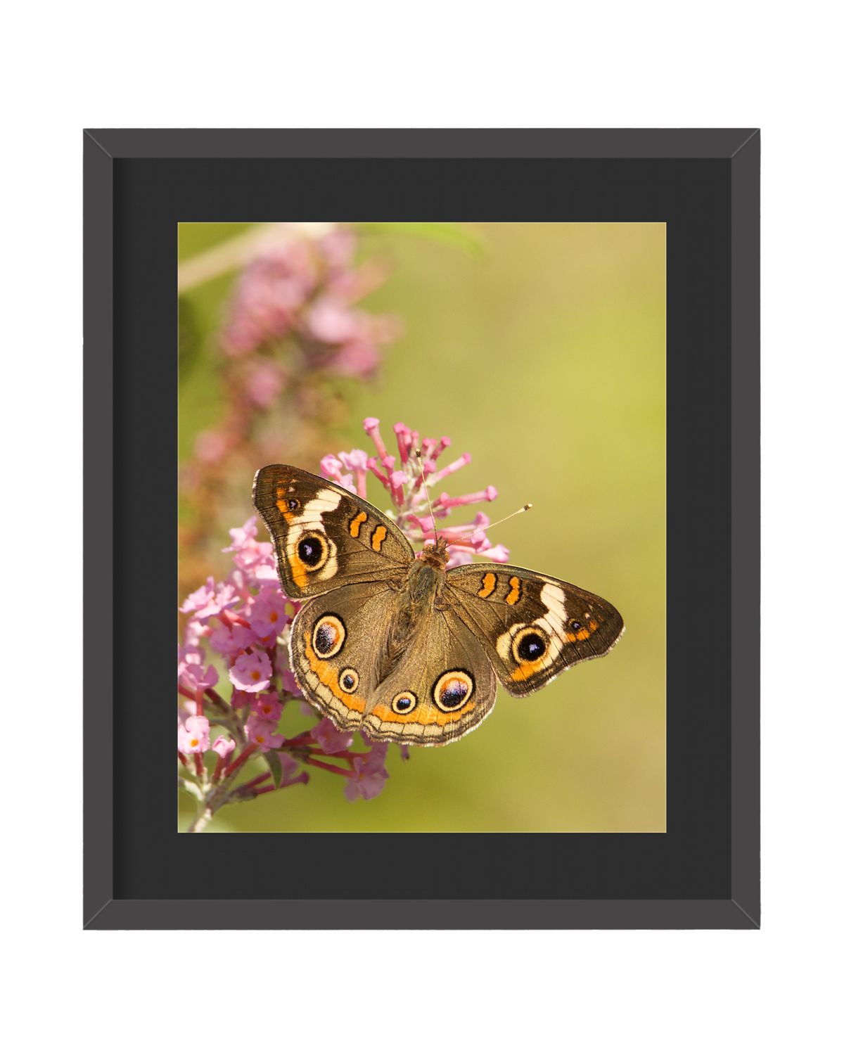 Common Buckeye Framed Print