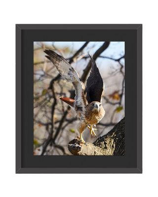 Red-tailed Hawk Flying Framed Print