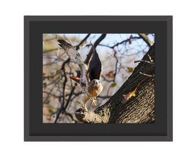 Red-tailed Hawk Flying Framed Print