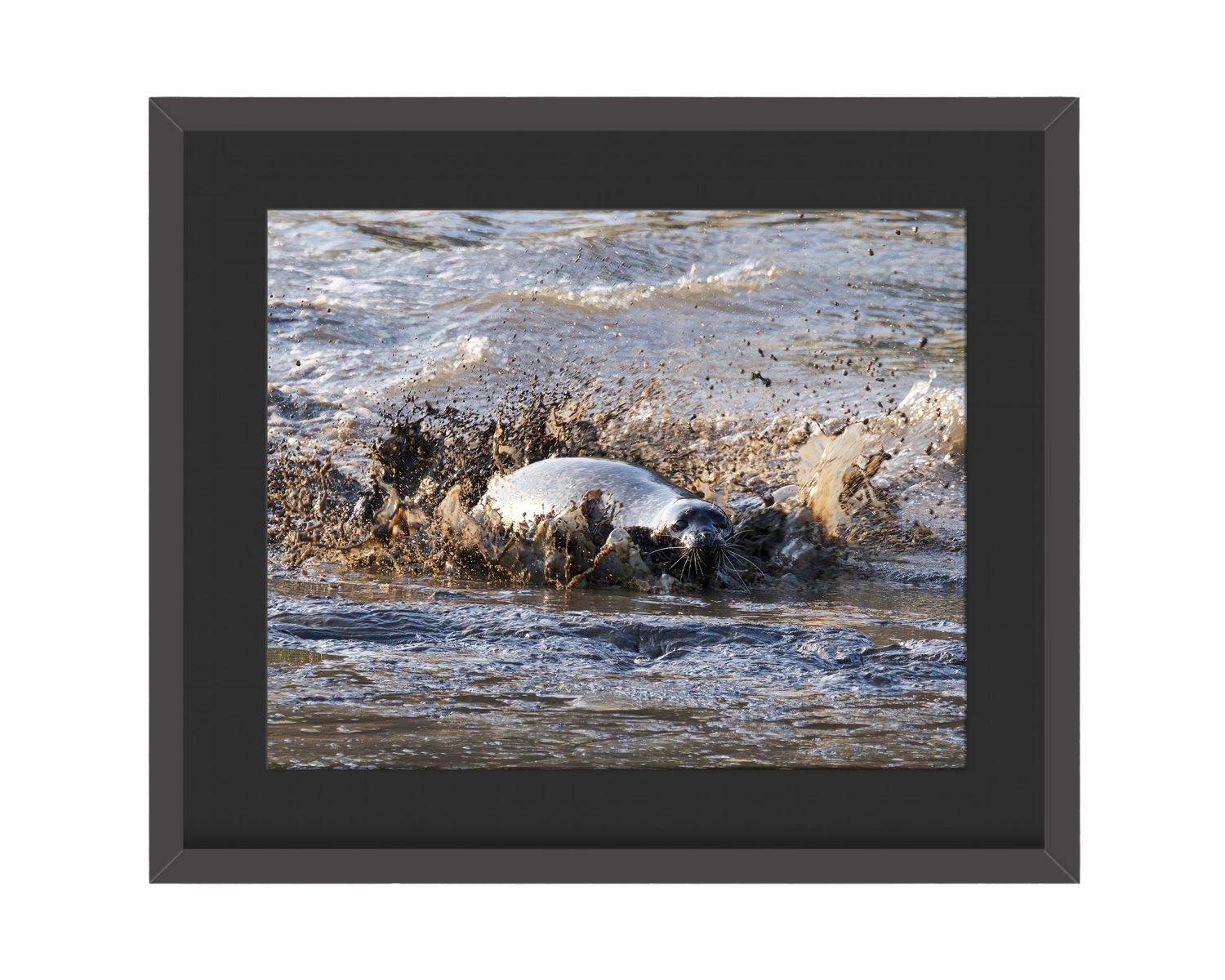 Harbor Seal Splash Framed Print