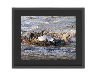 Harbor Seal Splash Framed Print