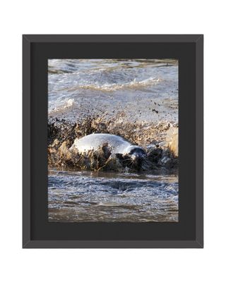 Harbor Seal Splash Framed Print