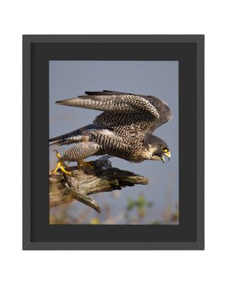 Peregrine Falcon Framed Print