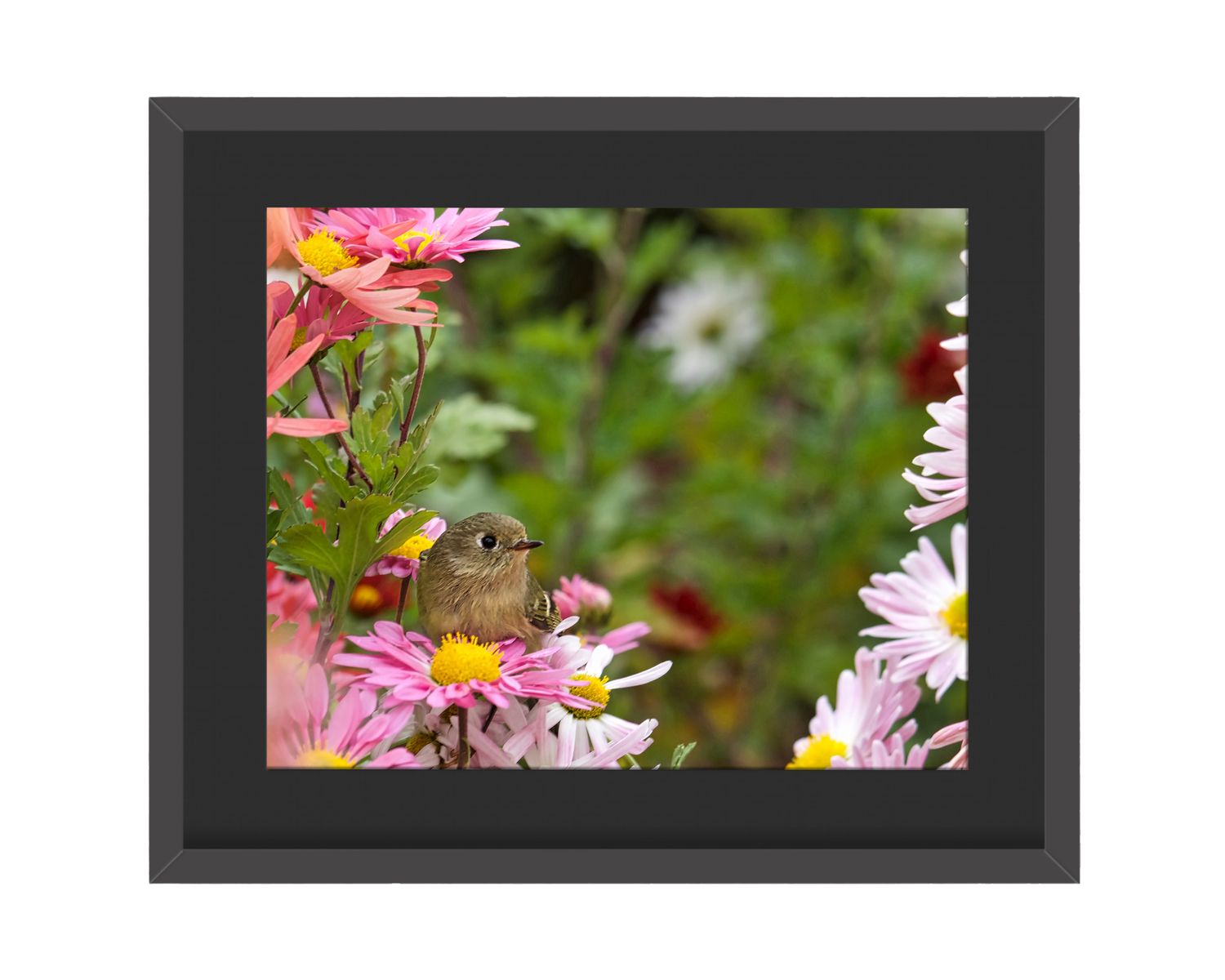 Ruby-Crowned Kinglet Framed Print