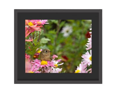 Ruby-crowned Kinglet  Framed Print