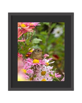 Ruby-Crowned Kinglet Framed Print
