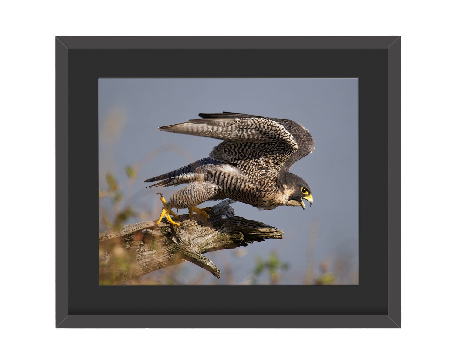 Peregrine Falcon Framed Print