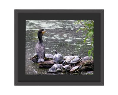 Double-crested Cormorant Framed Print