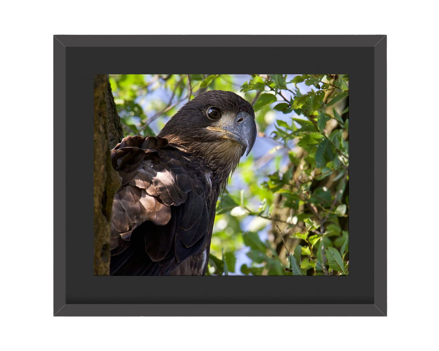 American Bald Eagle Juvenile Stare Framed Print