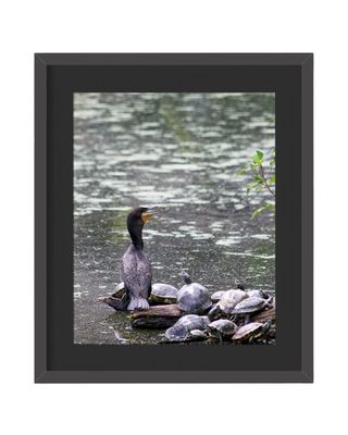Double-crested Cormorant Framed Print