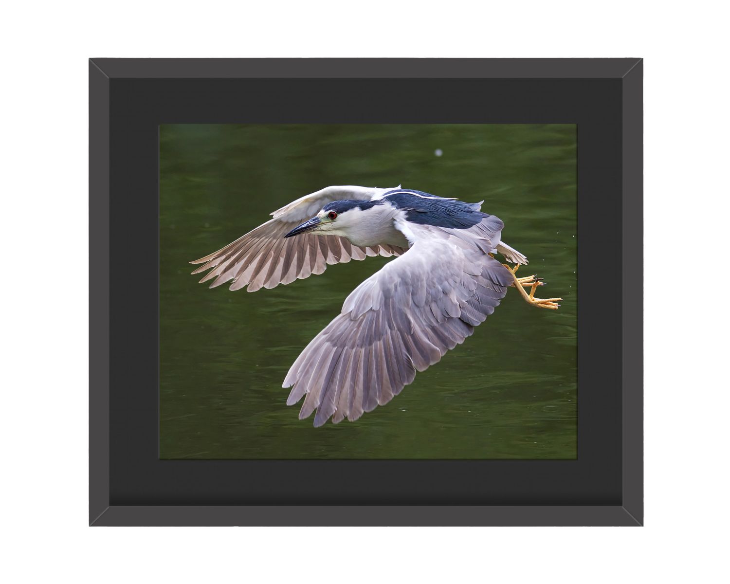 Black-crowned Night Heron Flying Framed Print