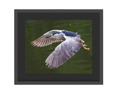 Black-crowned Night Heron Flying Framed Print
