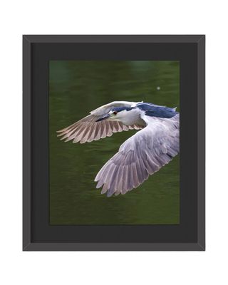 Black-crowned Night Heron Flying Framed Print