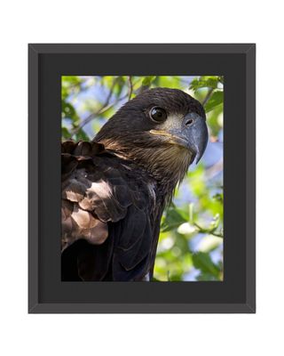 American Bald Eagle Juvenile Stare Framed Print