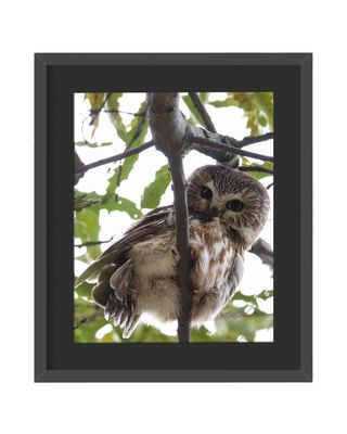 Northern Saw-whet Owl Stare Framed Print