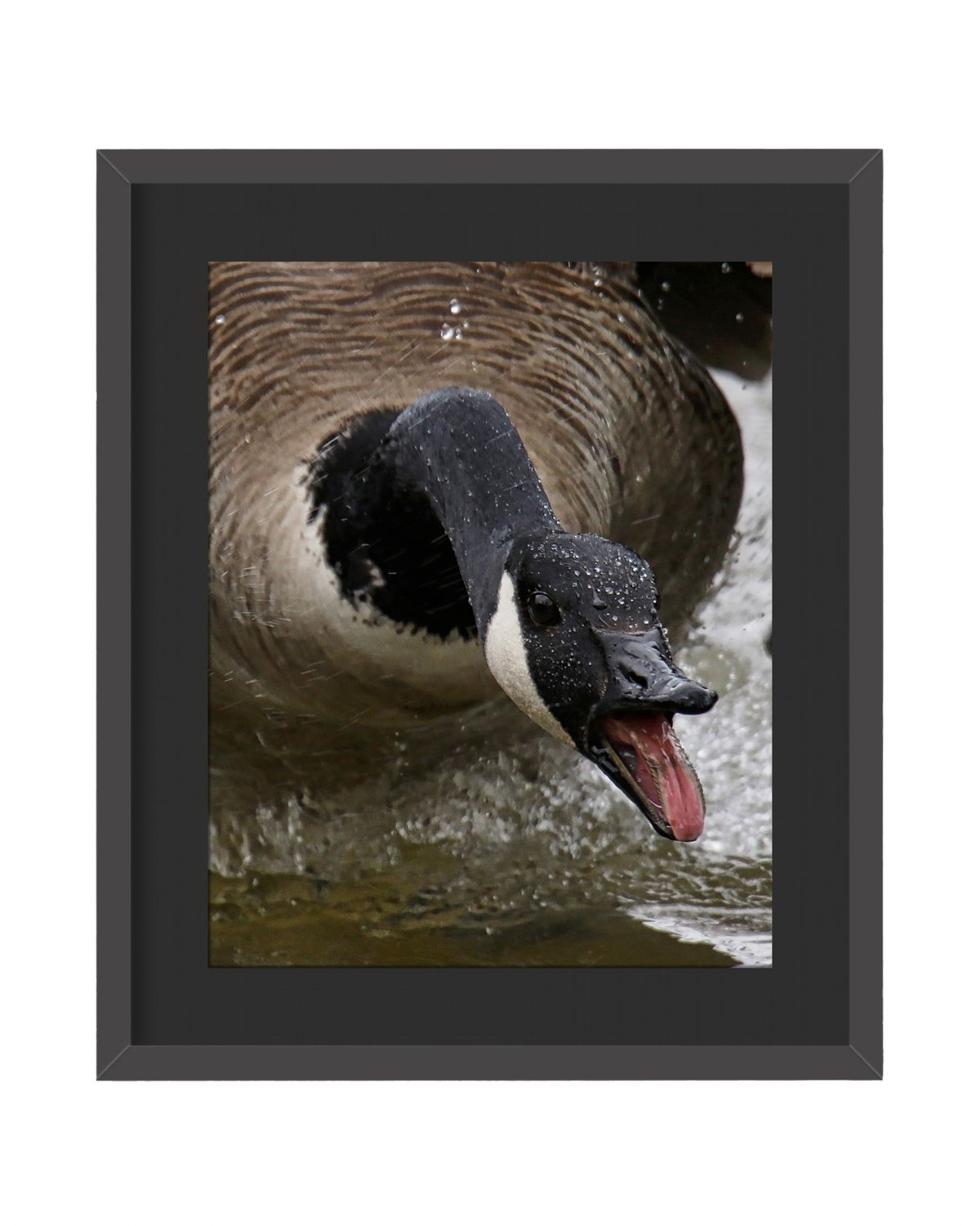 Canada Goose Talking Framed Print