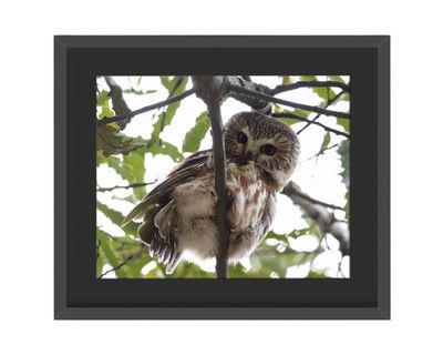 Northern Saw-whet Owl Stare Framed Print