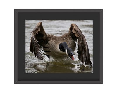 Canada Goose Talking Framed Print