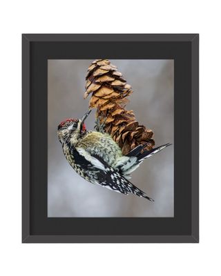 Yellow-bellied Sapsucker Framed Print