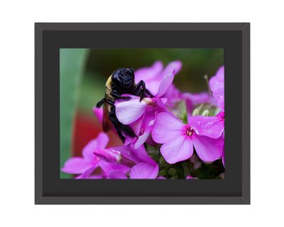 Eastern Carpenter Bee Framed Print