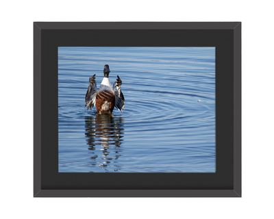 Northern Shoveler Framed Print
