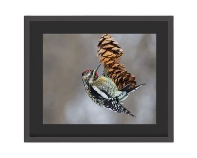 Yellow-bellied Sapsucker Framed Print