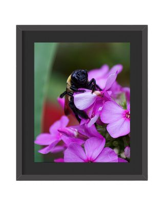 Eastern Carpenter Bee Framed Print