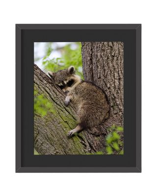 Raccoon Sleeping Framed Print