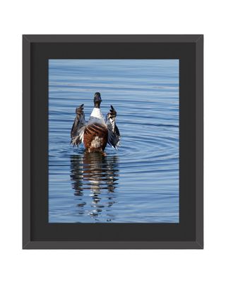 Northern Shoveler Framed Print