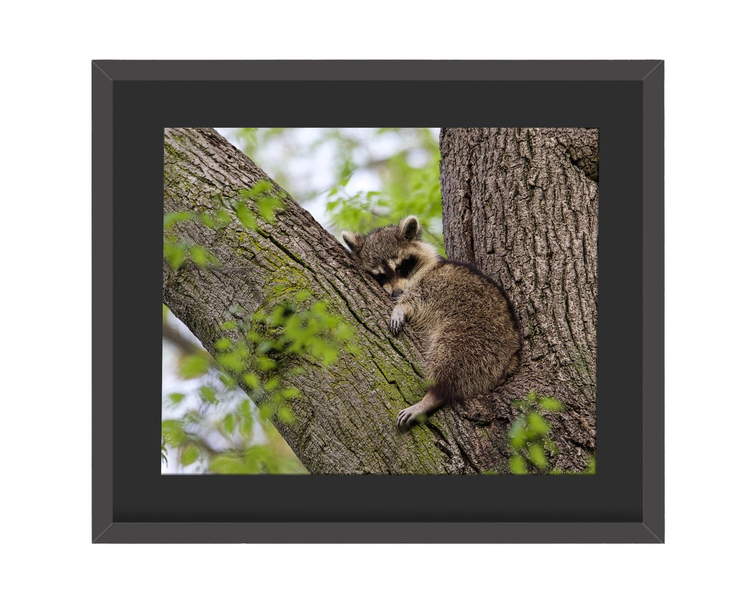 Raccoon Sleeping Framed Print