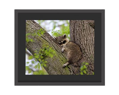 Raccoon Sleeping Framed Print