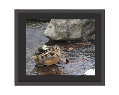 American Woodcock Framed Print