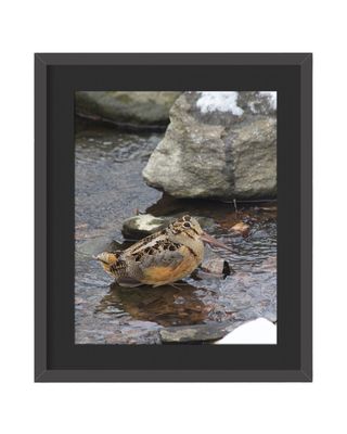 American Woodcock Framed Print