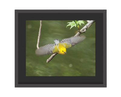 Prothonotary Warbler Flying Framed Print