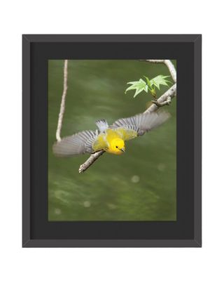 Prothonotary Warbler Flying Framed Print