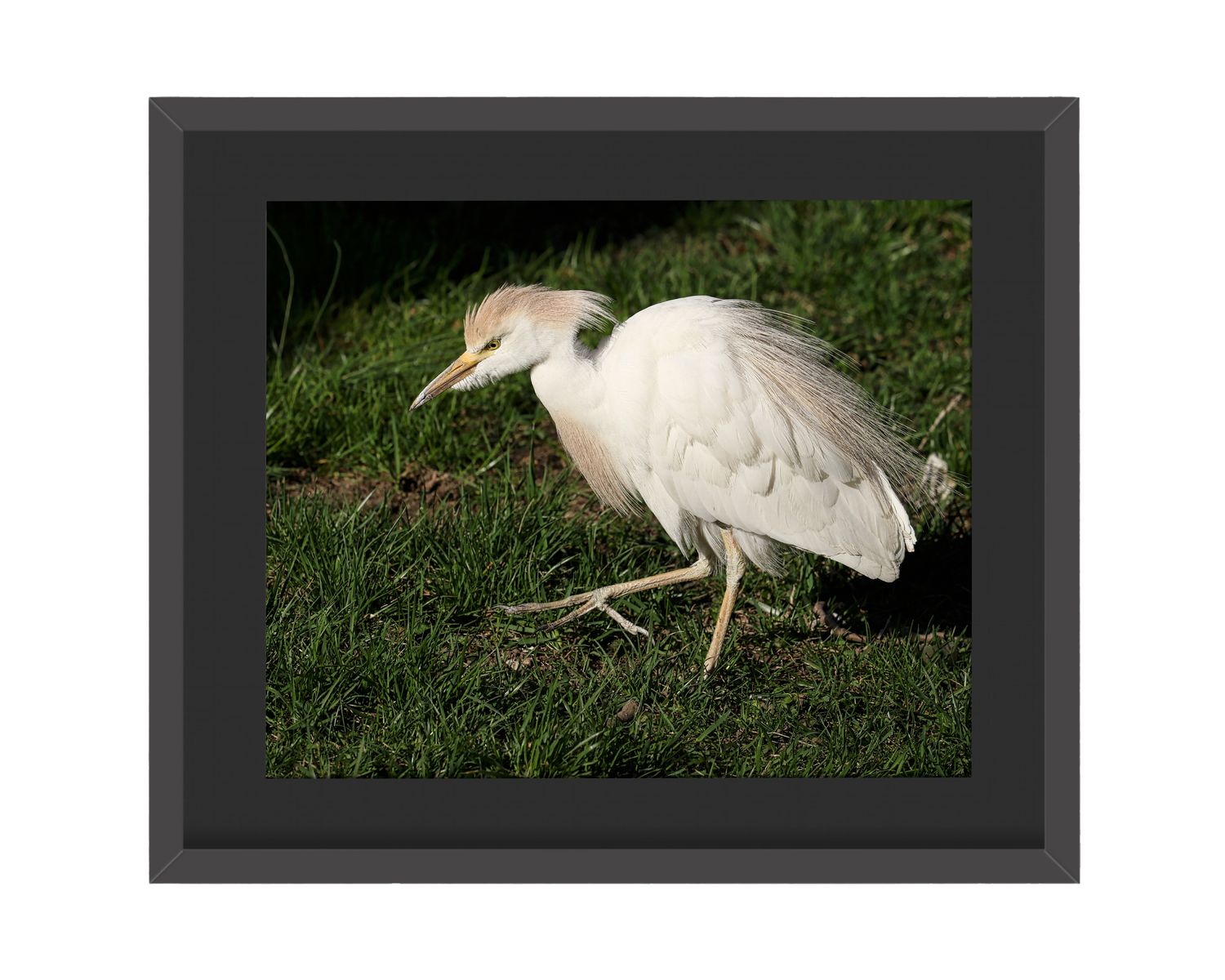 Cattle Egret Framed Print
