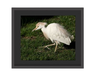 Cattle Egret Framed Print