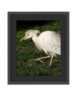 Cattle Egret Framed Print